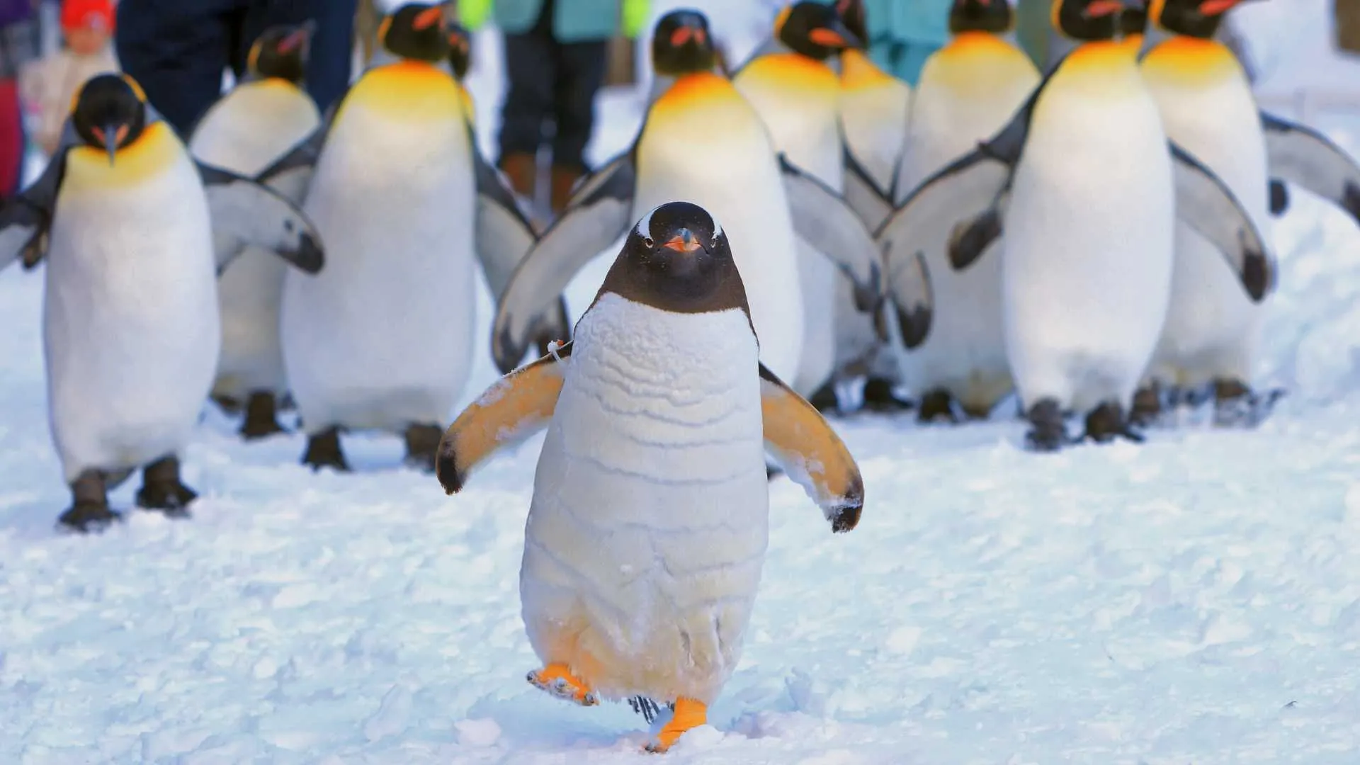 Penguin Parade Australia