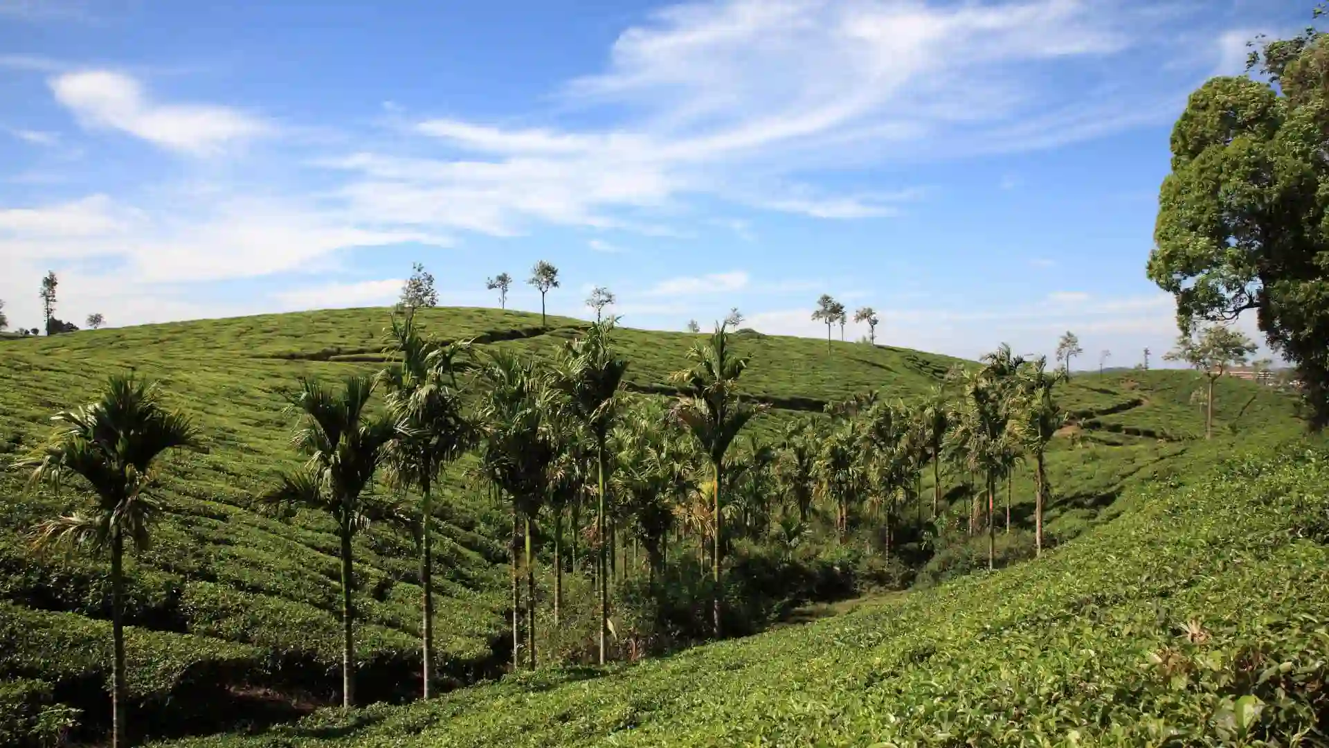Pepper Plantation thekkady