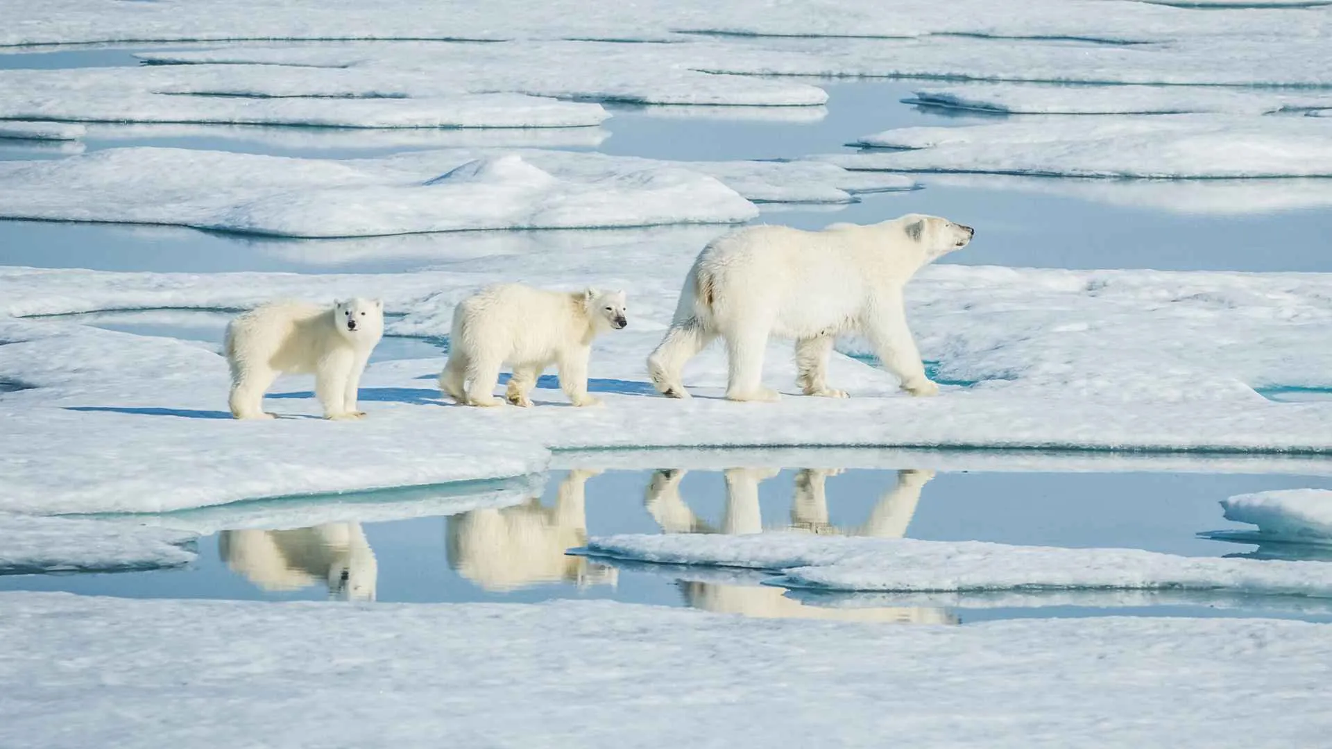 Polar Bears in Artic
