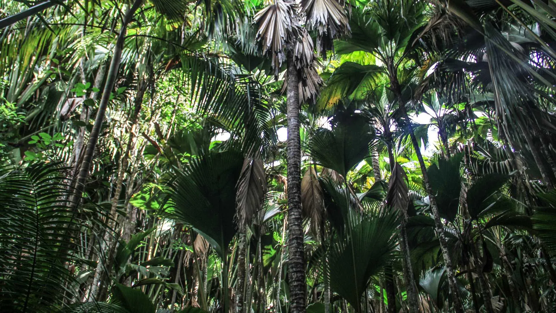 Praslin Vallee de Mai Seychelles