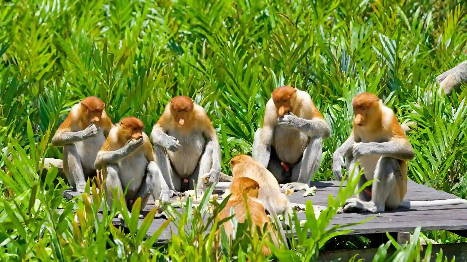 proboscis monkeys