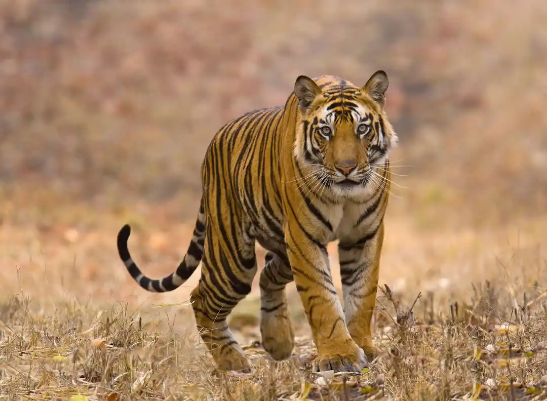 Tadoba Andhari Tiger Reserve
