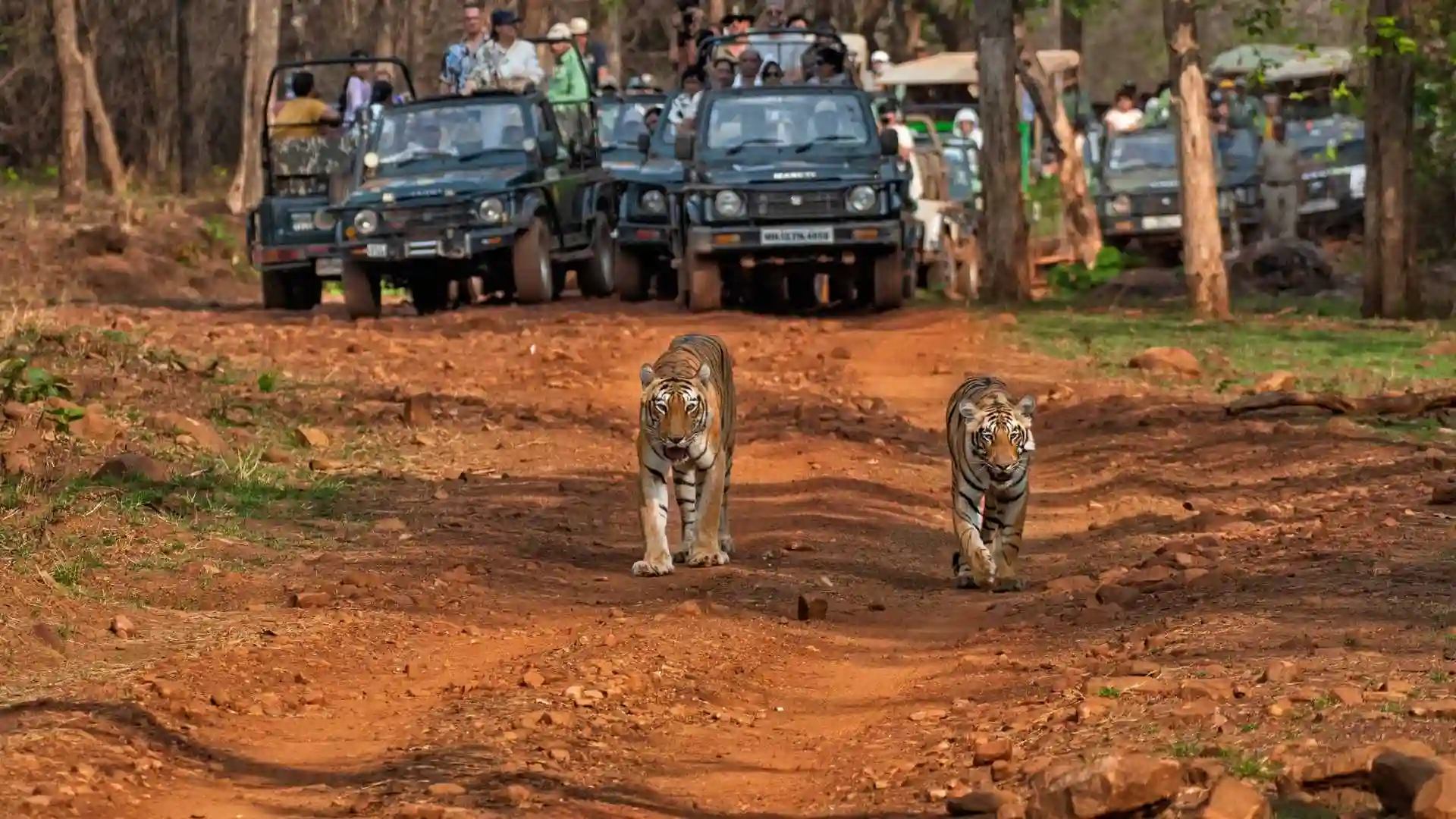 Ranthambore National Park