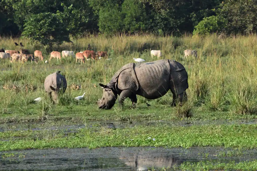 Greater one-horned rhinoceros and calf grazing in grassland during a jungle safari in Chitwan National Park, Nepal
