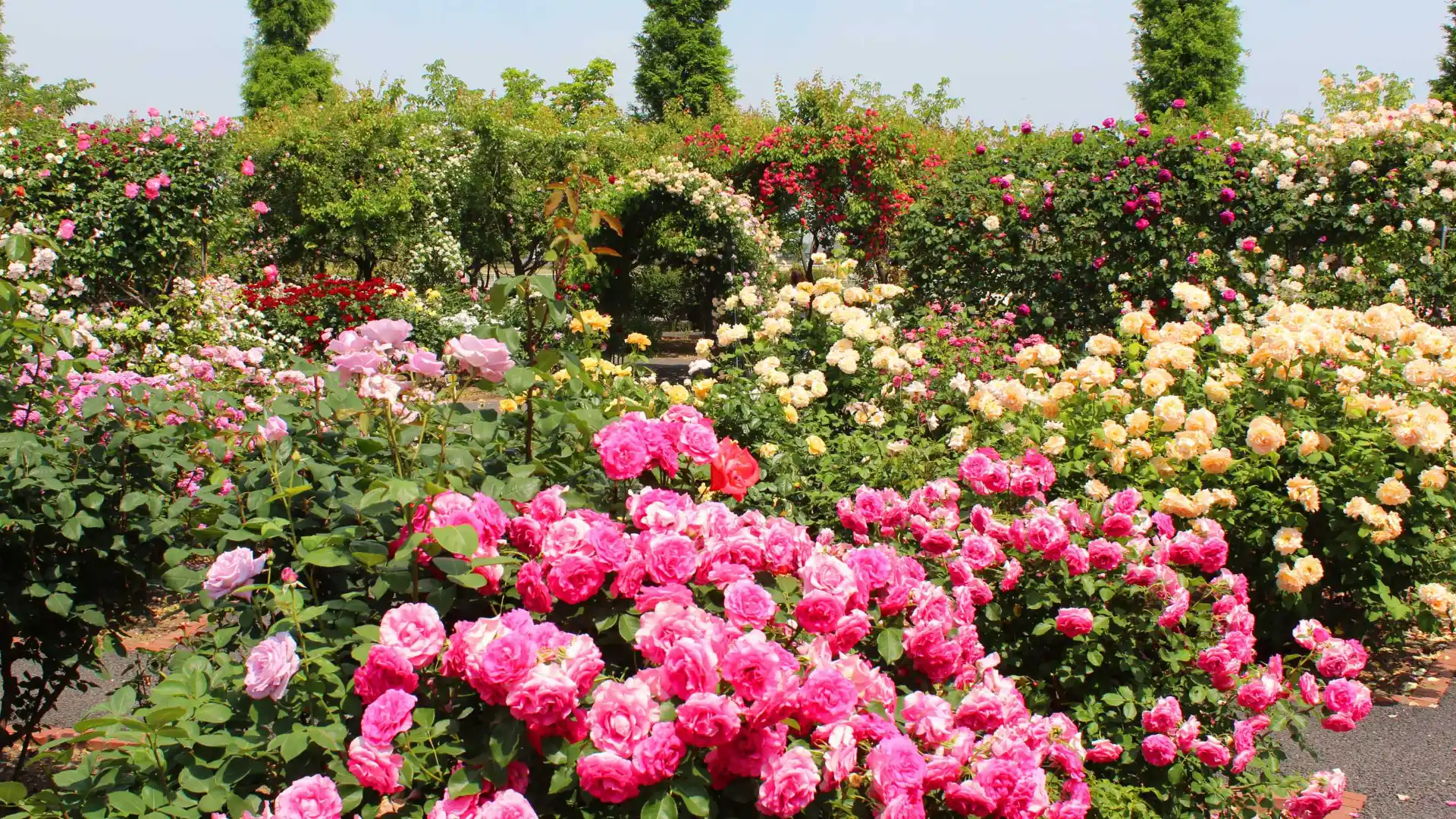 Rose Garden
