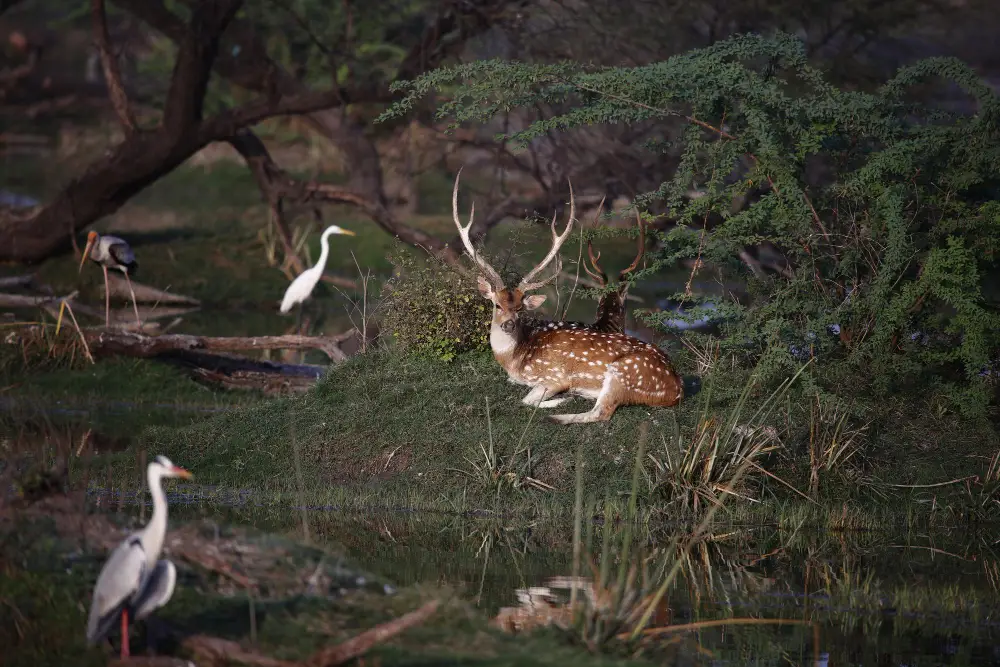 Royal Manas National Park Bhutan Wildlife