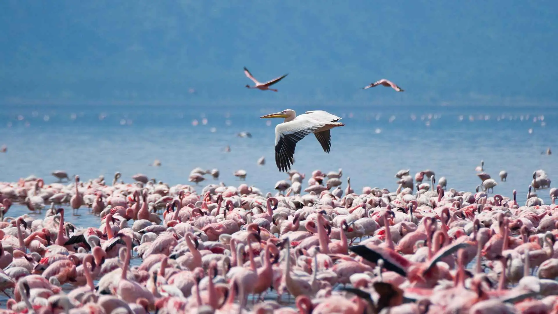 Samburu Lake Nakuru