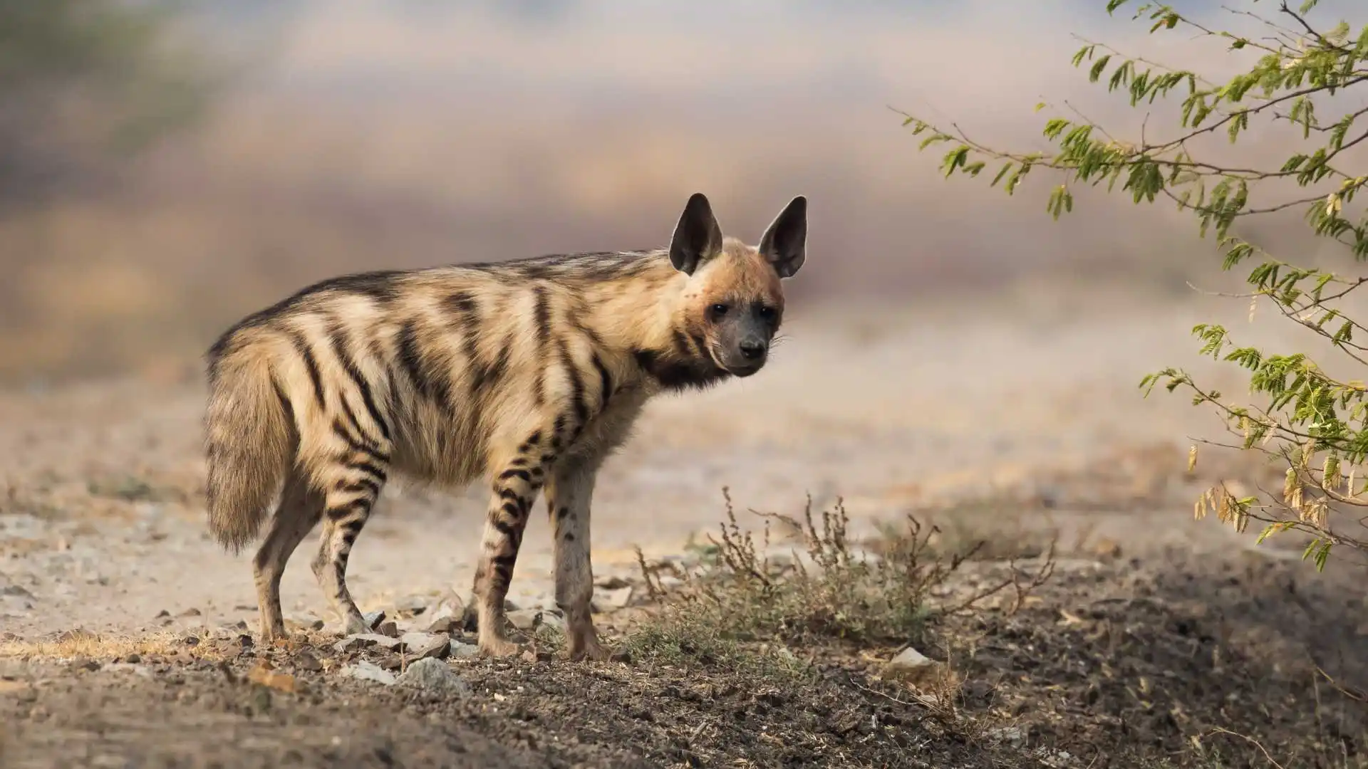 Stripped Hyena