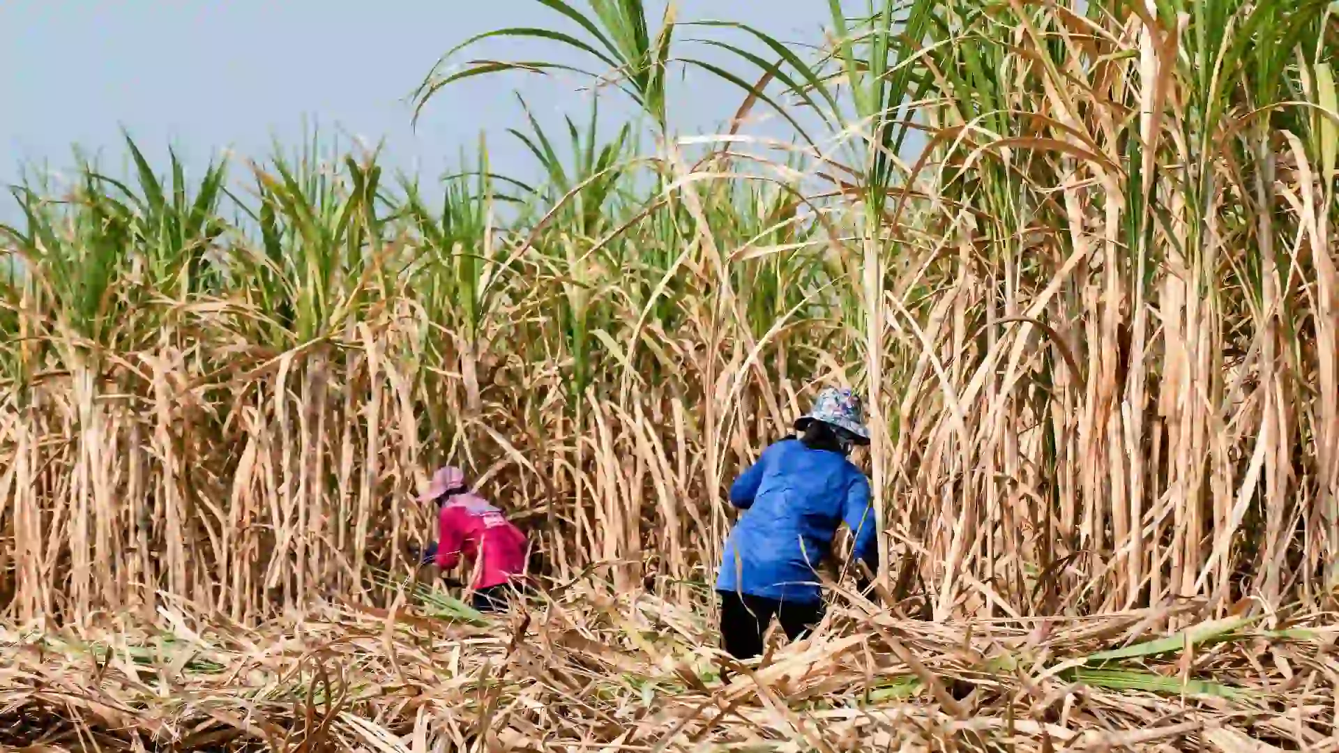 Sugarcane Fields