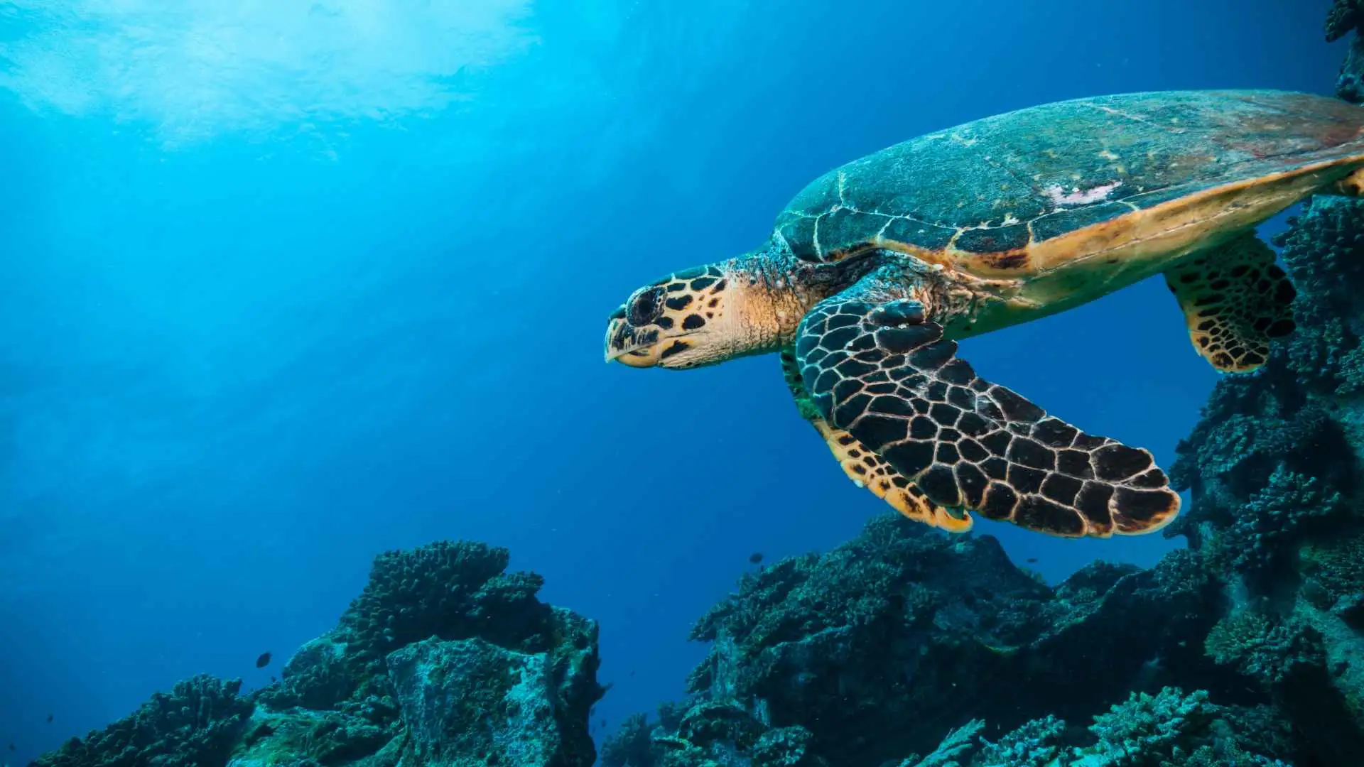 Swimming Along Side Turtle