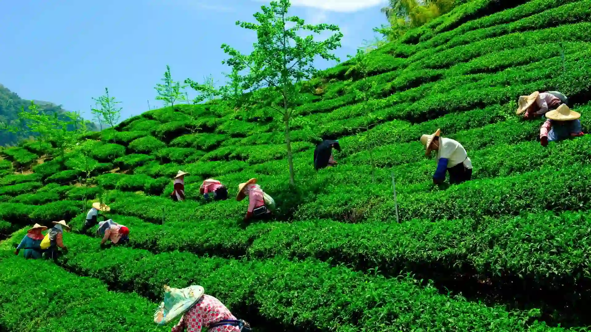 Tea Gardens