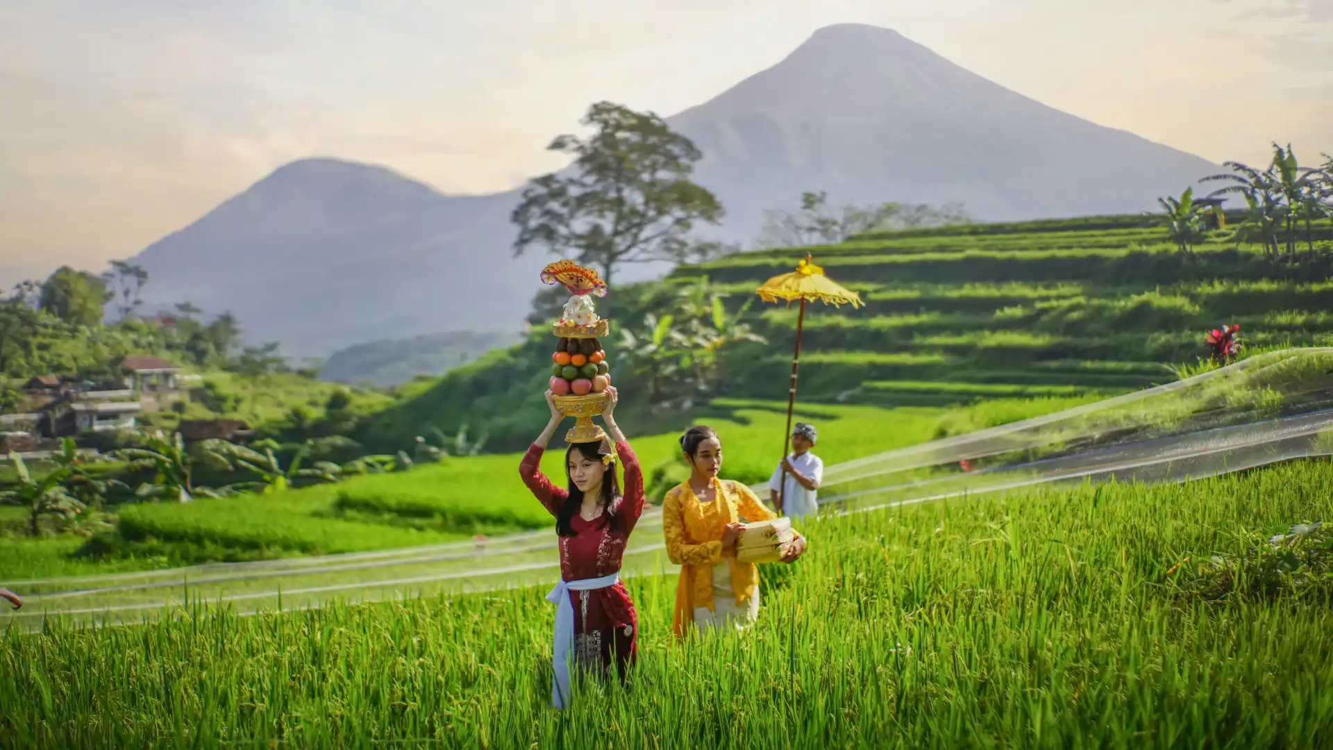 Tea Gardens