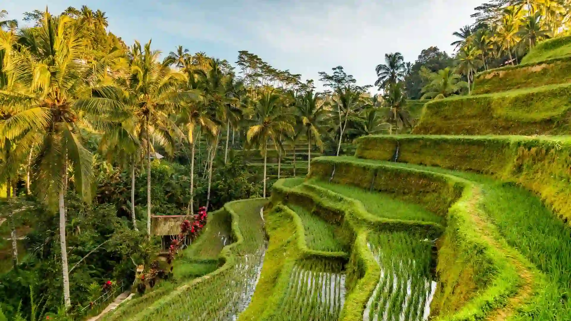 Tegalalang Rice Terrace