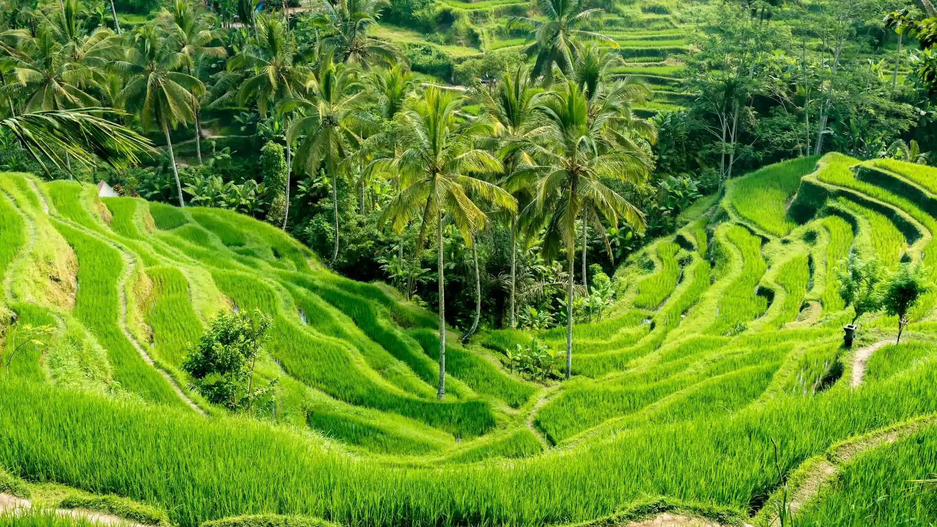 Tegallalang Rice Terraces Bali Indonesia