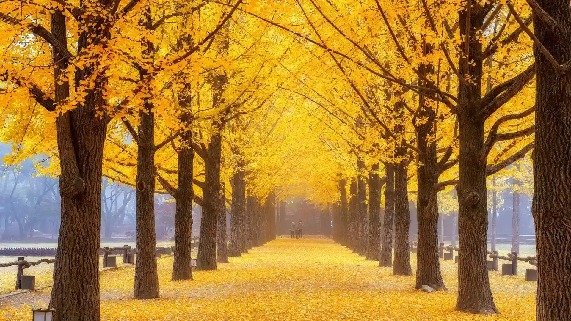 Amazing South Korea Private Tour Packages