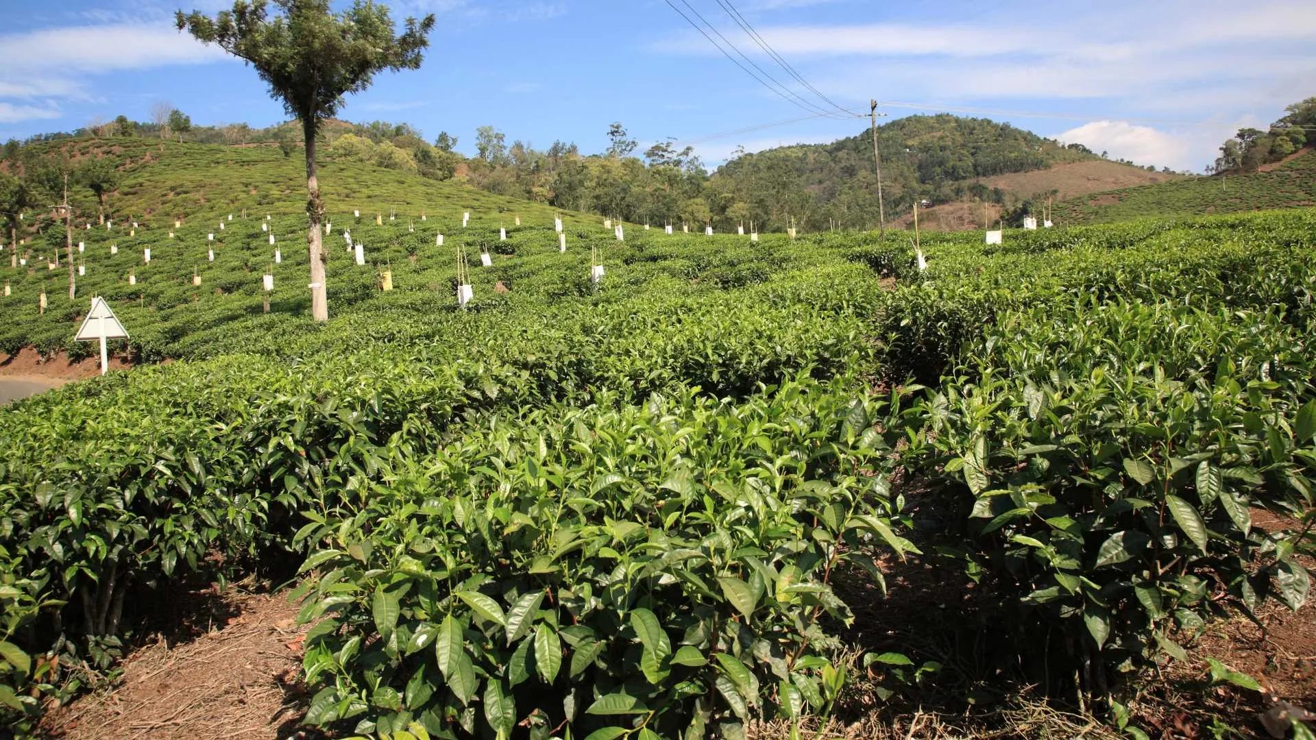 Thekkady Spice Plantation