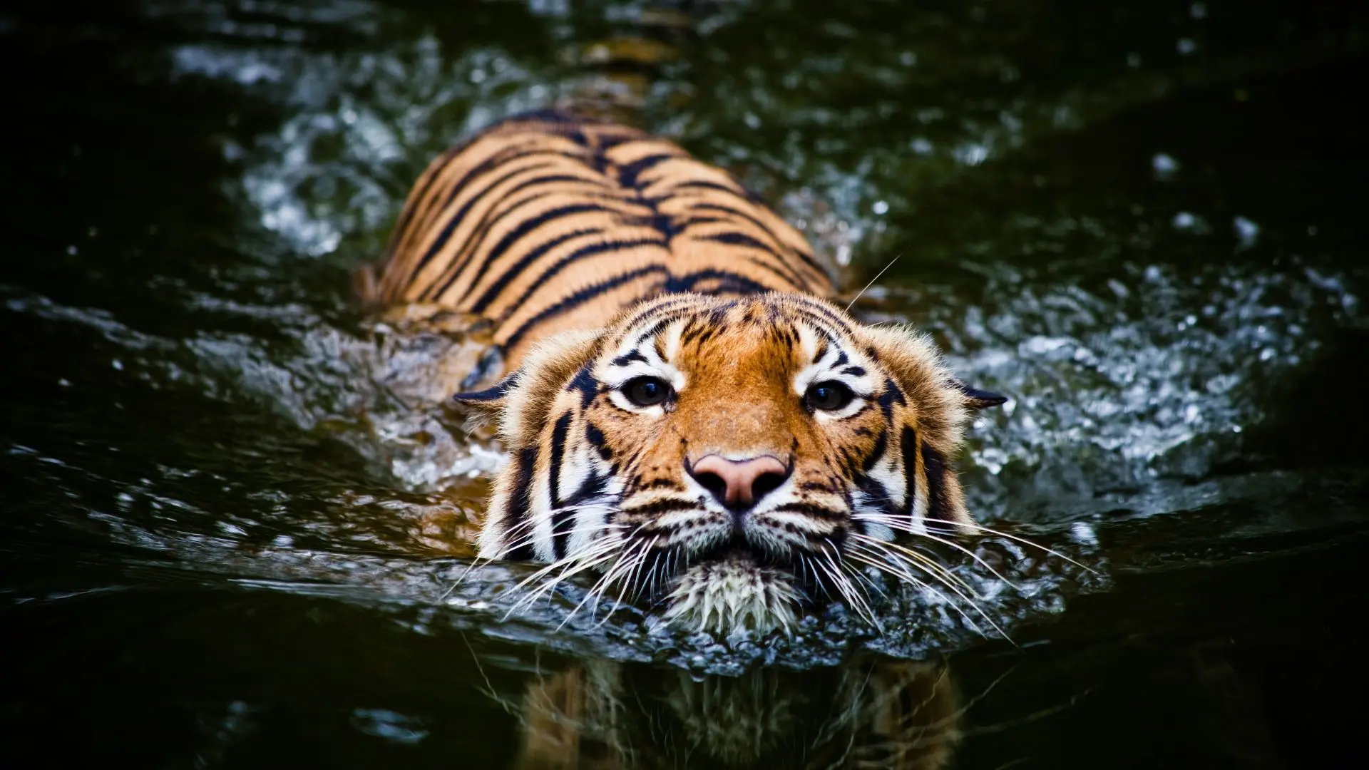 Tiger Swimming