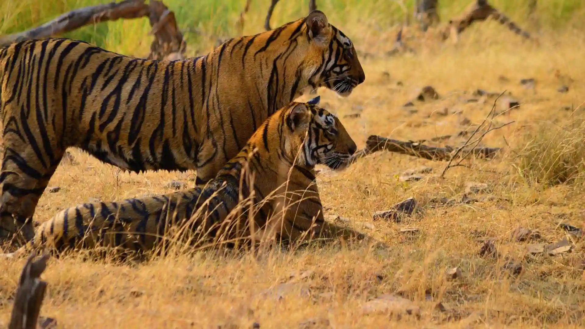 Tigers of Ranthambore