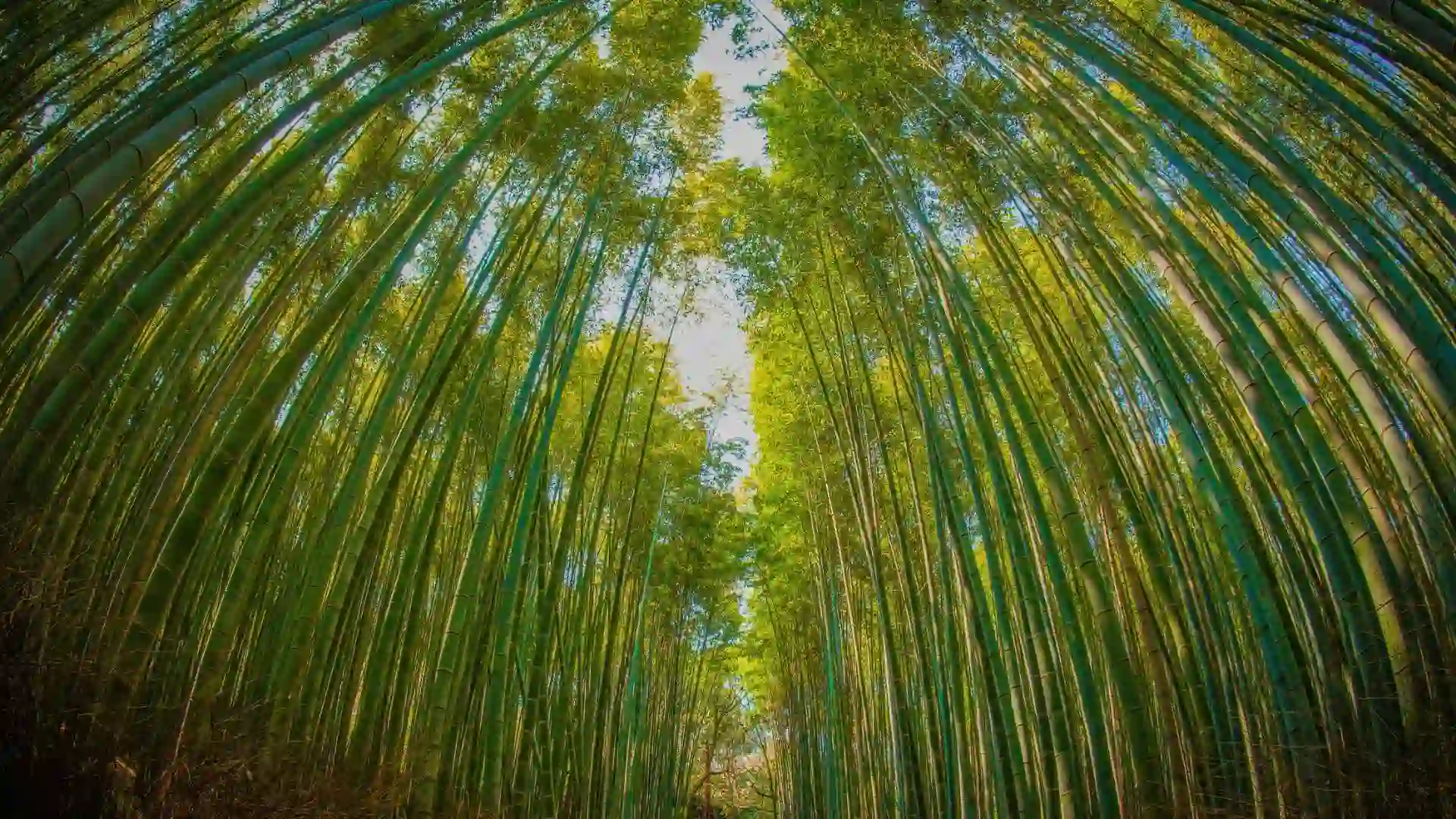 Bamboo Forests
