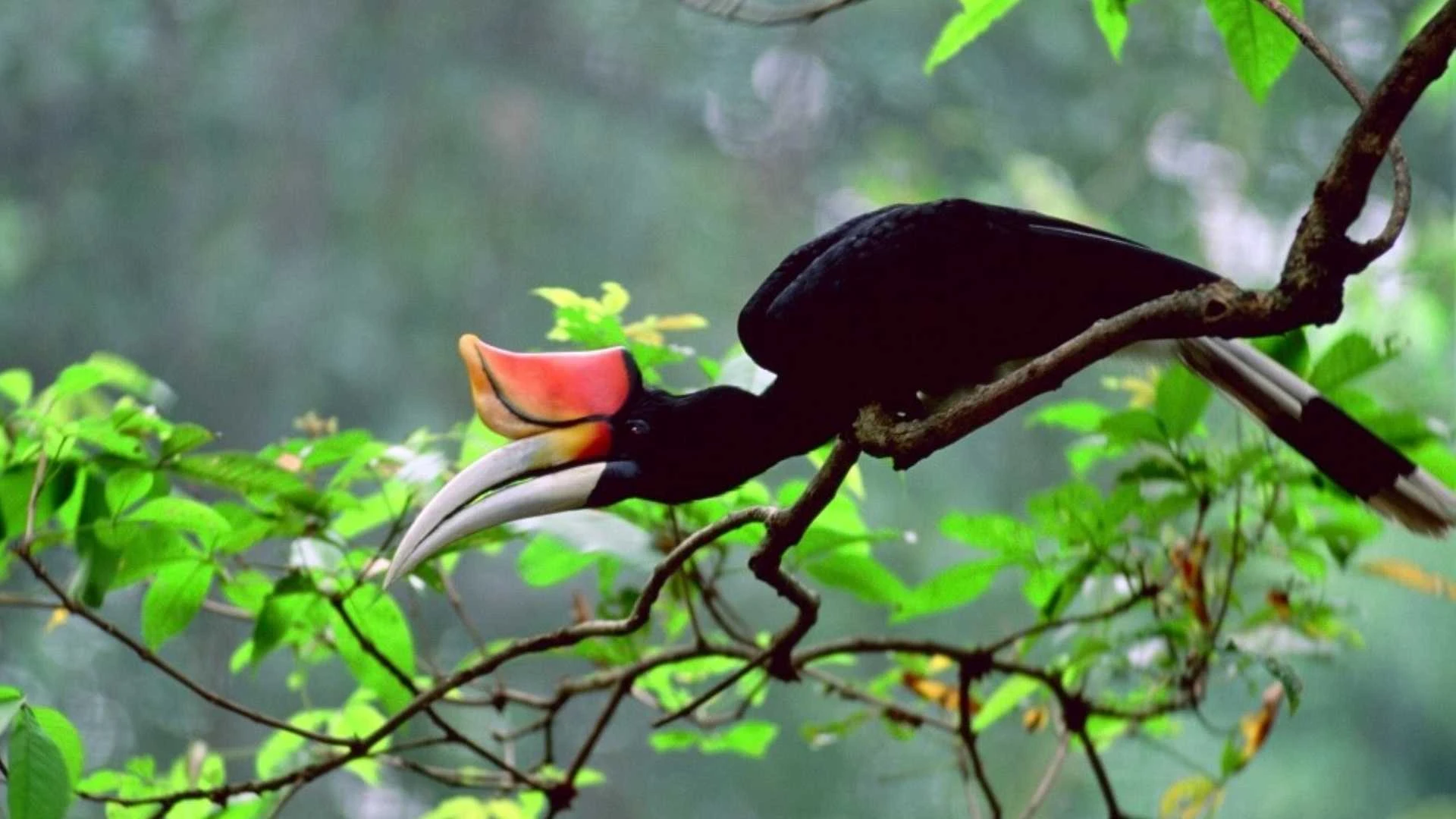 Wild Life of Sarawak