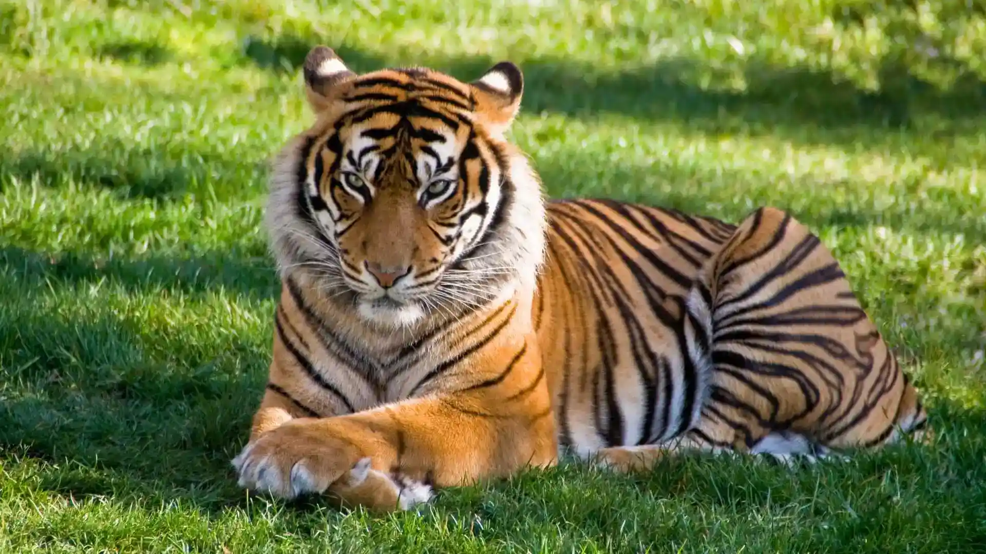 Wildlife Pictures of Mysore