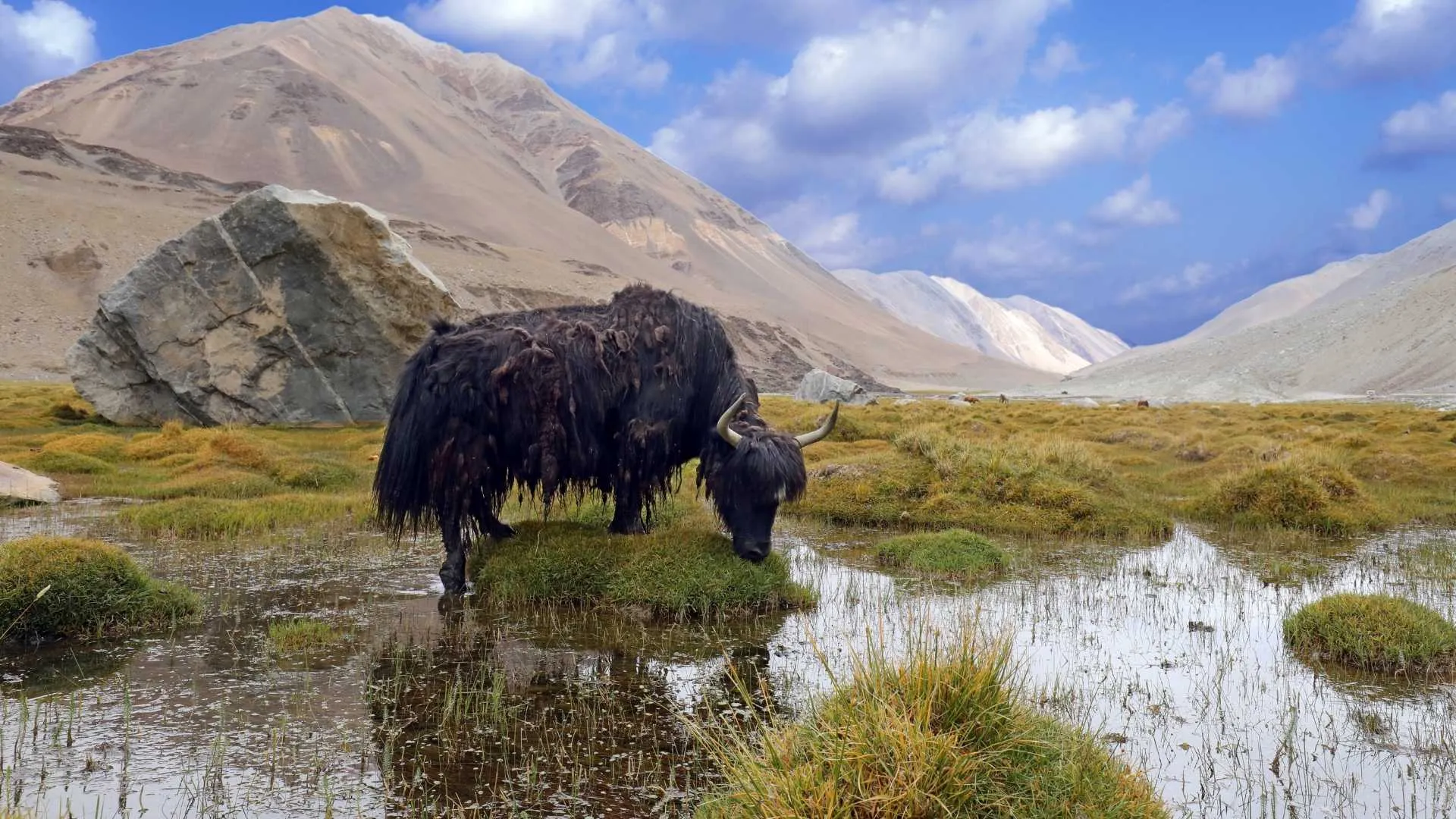 Yak