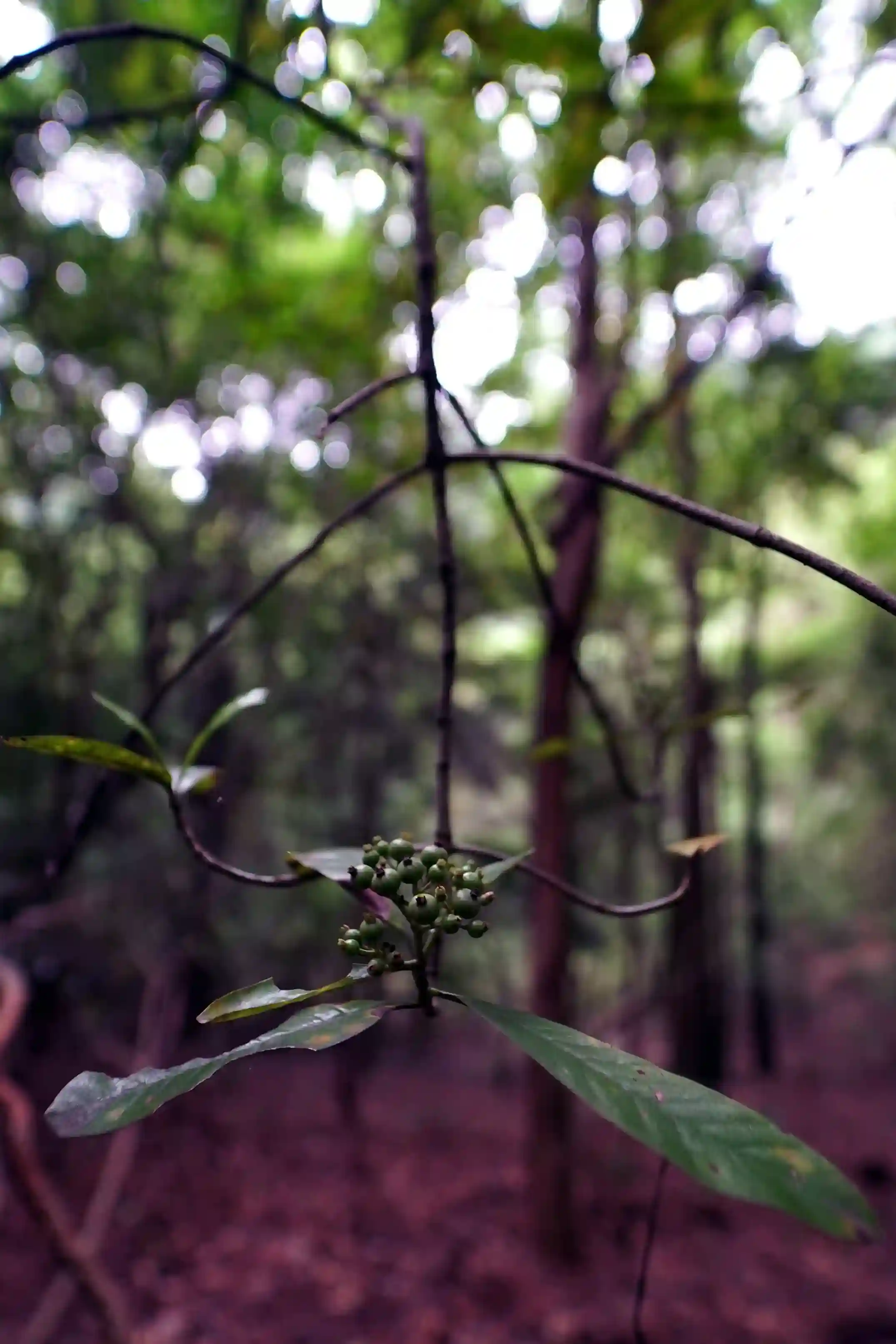 Baraliyar 4