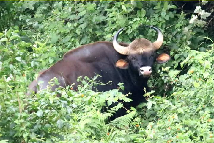 Sembukarai Perumalmudi 3