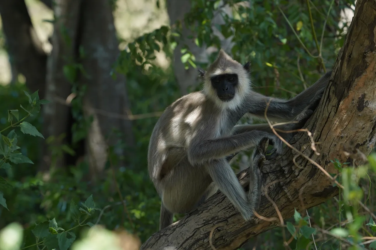 Kodaikanal - Vellagavi - Kumbakarai 2
