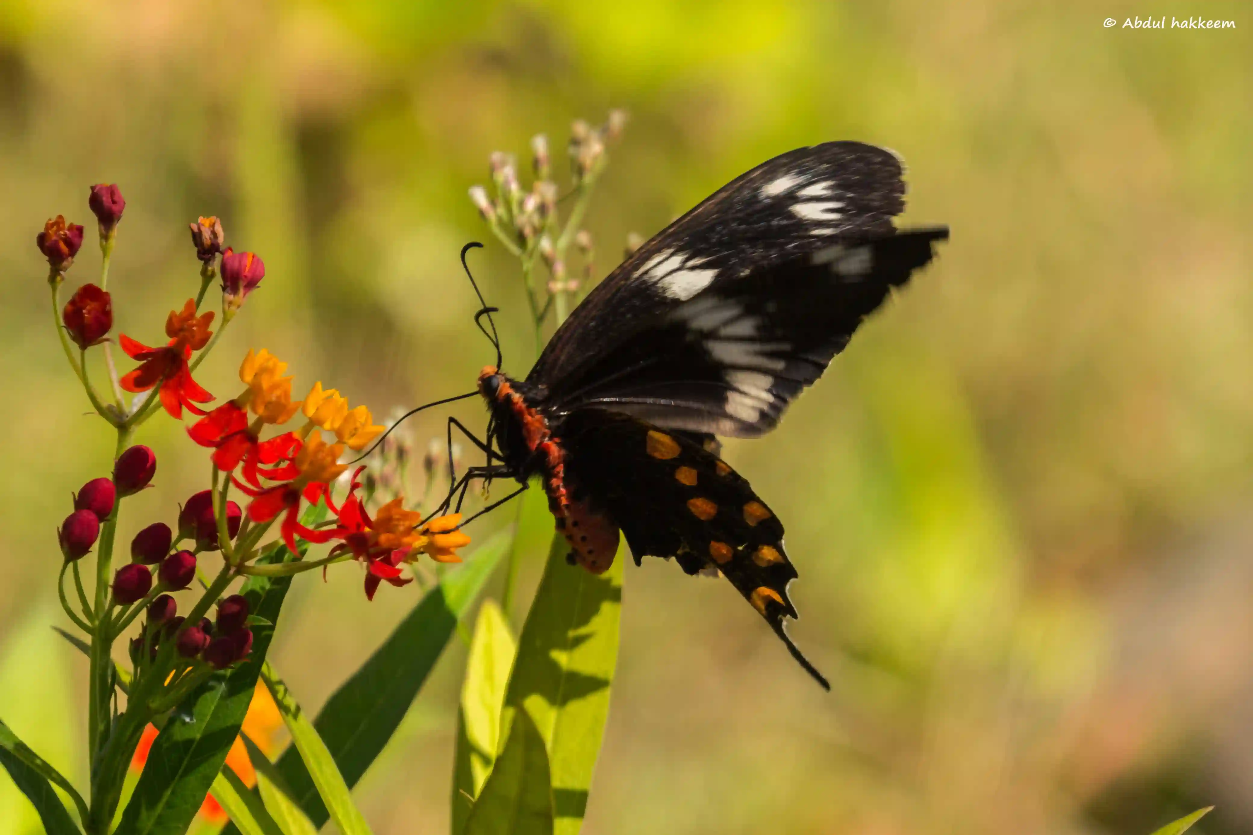 Baraliyar