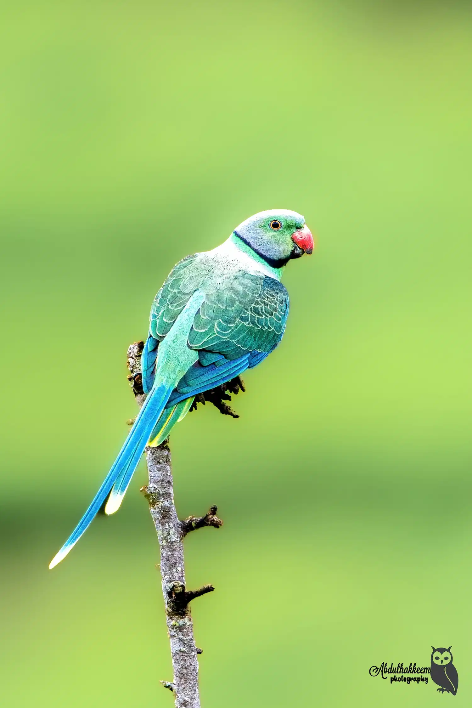Baraliyar 2