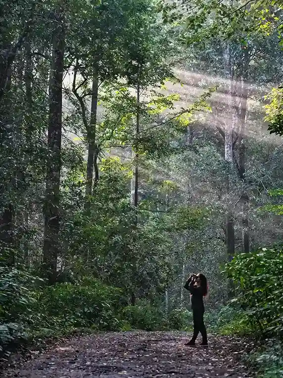 Manambolly forest trail